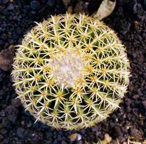 Echinocactus Grusonii kurze Stacheln