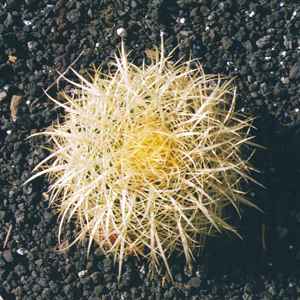 Echinocactus Grusonii spec