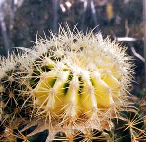 Echinocactus Grusonii var.