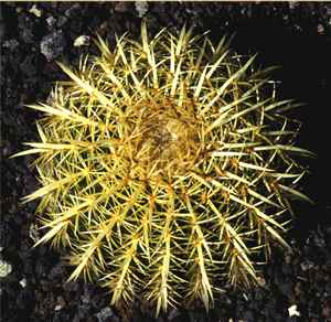 Echinocactus Grusonii. mittelkurze Stacheln