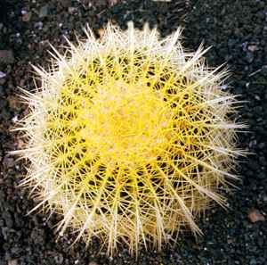 Echinocactus Grusonii