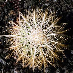 Echinocactus Grusonii weisse Stacheln