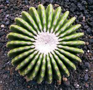 Echunocactus Grusonii weiss stachellos